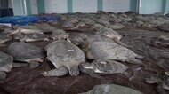 建物に大量のウミガメ... なぜ? 異変続くアメリカ