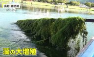 「大量の藻」がカーテン状に…長野・諏訪湖で異常事態　ボート競技の2レーン埋め尽くす　地元住民「高い水温保たれた」