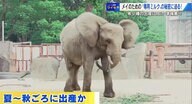 ミルクも“ゾウ専用”　国内初のマルミミゾウ出産準備すすむ　赤ちゃんゾウを支えるミルクの秘密とは【広島発】