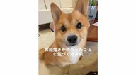 「終わった？」飼い主の様子を察知しすぐに反応！健気に待っていた犬がかわいい…いつものことなのか聞いた