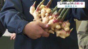旬を迎える“上市新しょうが” 出荷を前に目揃い会「出来は上々」