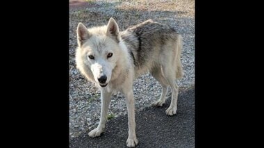 飼われていた「ウルフドッグ」3度目の逃亡　周辺で飼い犬のチワワが死亡　因果関係は不明…