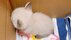 側溝で鳴く子猫を「守りたい、この背…