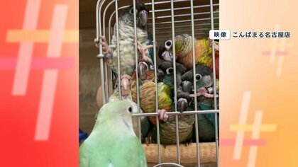 マドンナにアツ～い視線!? 1羽に全力で群がる7羽のインコが話題「男子校の文化祭みたい」