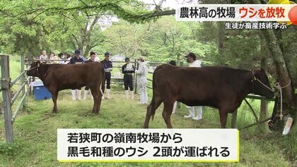 「しっかり世話して元気に帰したい」福井農林高校の牧場で「牛の放牧」始まる　シカやイノシシなど獣害対策にも貢献