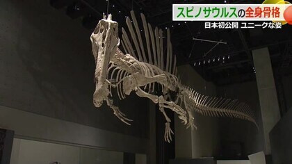 日本初公開！最新研究に基づくスピノサウルスの全身骨格　全長14メートルを吊り上げ展示　7月11日から福井県立恐竜博物館で披露