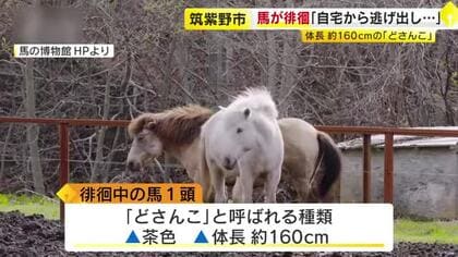 馬1頭が徘徊し警察などが捜索「飼っていた1頭が逃げ出した」　体長約160センチ　品種は「どさんこ」　福岡・筑紫野市