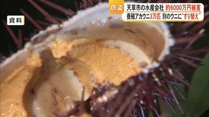 別の小さなウニにすり替え　養殖アカウニ３万匹盗まれる　窃盗事件として捜査【熊本】