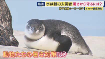 「最高気温が開園時より9度ほど高くなっている」猛暑で変わる動物園・水族館の夏　暑さ対策　シャチの水槽「水温16度キープ」　ゾウの食事は凍らせて　設計見直す施設も　ウォンバット「1000万円」冷温パネル