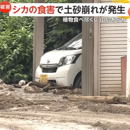 “シカの食害”で土砂崩れ　山の植物食べ尽くし土むき出しに…2023年から3度目の発生、313人に「緊急安全確保」発令　滋賀・米原市