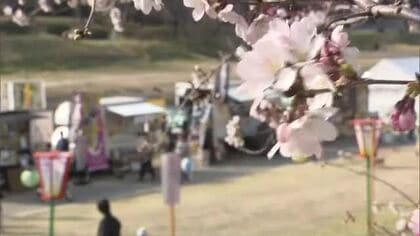 約２５０本の桜　岡山市の旭川河川敷で「さくらカーニバル」始まる…さっそく花見客の姿が【岡山】