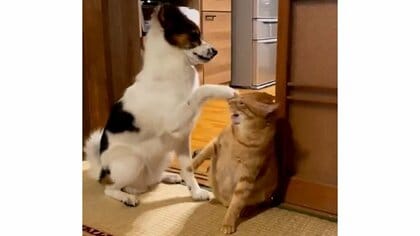 犬「そっちが悪い！」猫「ちがうー！」叱られた原因を押しつけ合う様子がまるで“子どものケンカ”…いつものことなのか聞いた