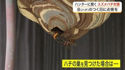 ８月８日は「スズメバチ対策の日」　放置で巣はバスケットボール大に　専門家が教える「８分点検」〈宮城〉