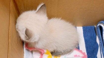側溝で鳴く子猫を「守りたい、この背中」と保護…約5カ月後の姿が幸せ! “ずんぐりむっくり”になるまでの成長記