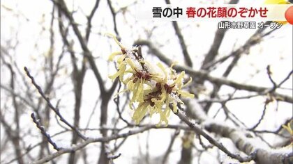雪降るなかフクジュソウ満開　マルバマンサク・オオミスミソウ・ミズバショウなど春の花咲く野草園オープン【山形発】