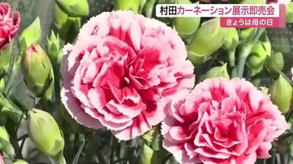 「いつもありがとうって言って渡したい」宮城・村田町で母の日に合わせ鉢植えカーネーション展示即売会　