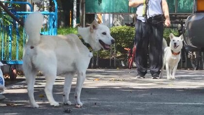 「犬を政府に返したい」金正恩氏が贈った“友好の証し”を新旧韓国大統領が“押し付け合い”…飼育費用が引き金に？