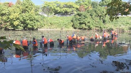花は綺麗でも“外来種”…池にはびこった「スイレン」の除去作業【愛知発】