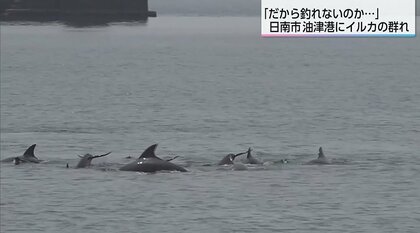 港にイルカの群れ「だから釣れないのか…」10数頭が楽しそうに泳ぎ回る