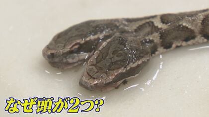 北九州市で“頭が2つ”のニホンマムシ見つかる　発見の男性「思わず大声が出た」　博物館に展示待ち望む声も