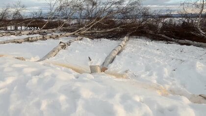 伐採された「シラカバ並木」背景にオーバーツーリズム　“通行に支障”伐採したいと町に要望…「やむを得ない判断」か　北海道・美瑛町