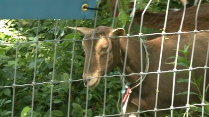 “メェ惑”な雑草をエコ除草　NYの公園でヤギ放牧