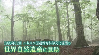 “核心地域分断の危機”乗り越え「世界自然遺産」に　登録から30年…白神山地のあゆみを振り返る