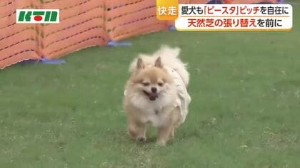 愛犬との特別な体験　ピーススタジアム長崎で「ドッグラン」初開催