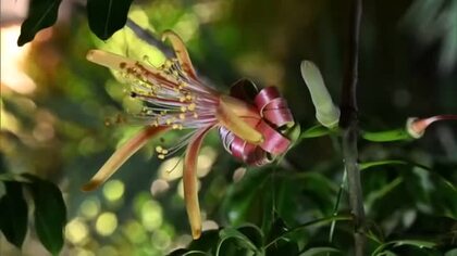 【高知】1日だけ咲く珍しい『ザーバオバブ』牧野植物園で過去最多130輪以上の開花