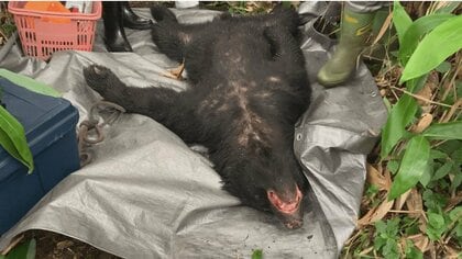 クマが覆いかぶさり男性大けが　回覧板を届けに行った女性は…ブタ3匹が消える事案も【長野発】　