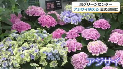 「雨上がりの風景」を季節の花々で演出　通称タマネギハウスがサマーガーデン仕様に　アジサイやクロサンドラが咲き誇る　福井県総合グリーンセンター