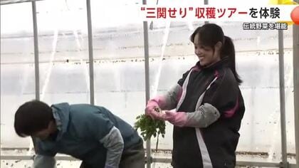 伝統野菜『三関せり』収穫体験ツアー、2月7日に開催へ　セリのせたピザと稲庭うどんも堪能　秋田・湯沢市