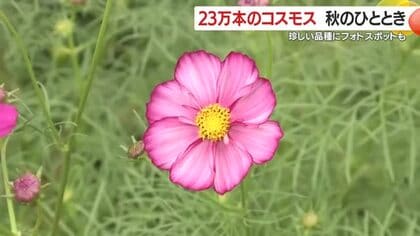 秋の風景　コスモスが見ごろ　23万本が咲き誇る　鹿児島市
