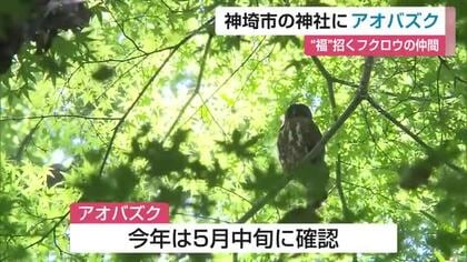 “福を招く鳥”フクロウの仲間「アオバズク」今年も飛来　神埼市・仁比山神社で子育て奮闘【佐賀県】