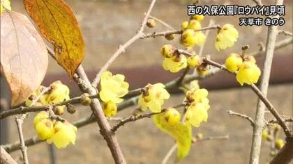 『ロウバイ』黄色い花が見頃 天草市の西の久保公園【熊本】