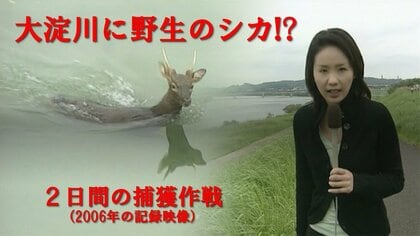 大淀川を泳いだ「迷い鹿」捕獲作戦と、歪み始めた人間と野生動物との境界線【榎木田朱美の宮崎アーカイブ・2006年】