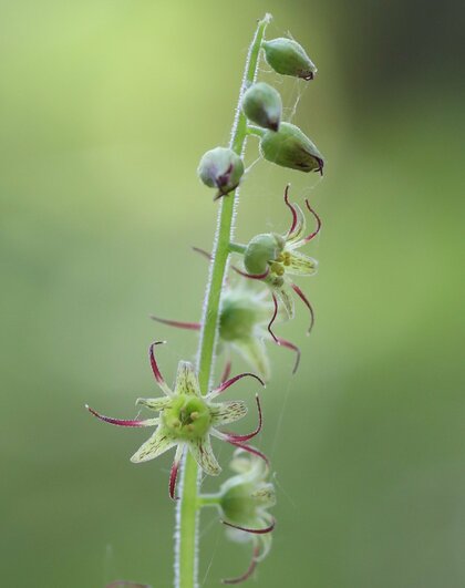 国立科学博物館 年あまり課題とされてきた ユキノシタ科全体の分類
