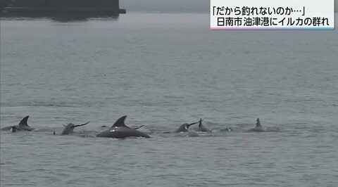 港にイルカの群れ「だから釣れないのか…」10数頭が楽しそうに泳ぎ回る