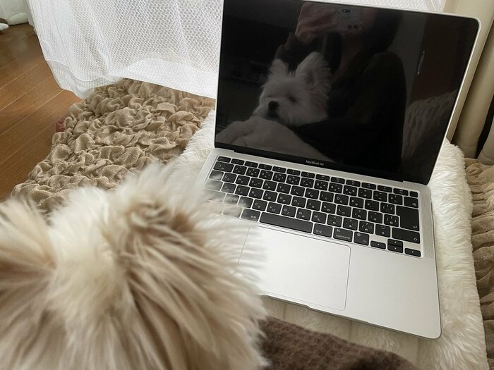 仕事中に膝上にやってくる