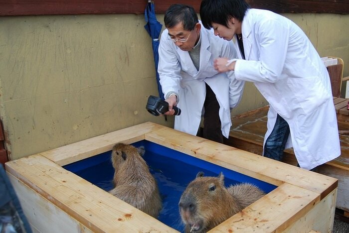 カピバラの皮膚の状態を計測する木村透教授と井中賢吾さん(提供:山口大学共同獣医学部 木村透教授)