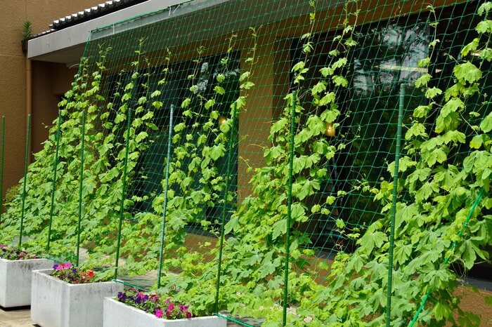 植物を用いたグリーンカーテン(画像はイメージ)
