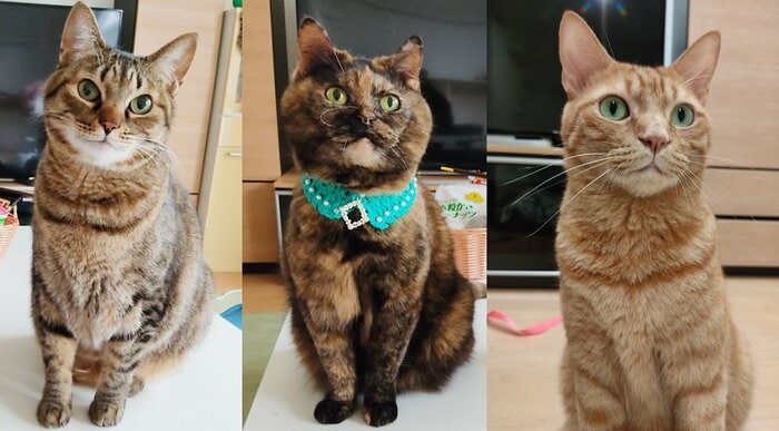 左からコタロウくん、ジジちゃん、レオンくん