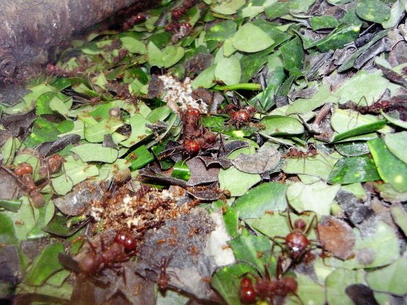 展示から下げたハキリアリの菌園の様子【画像:(公財)東京動物園協会】