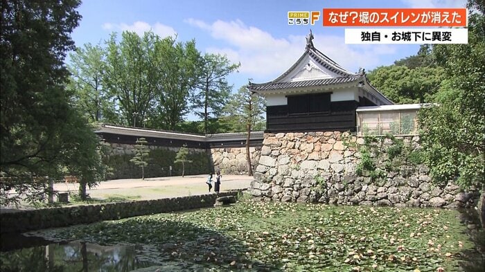 2016年に撮影された高知城のスイレン