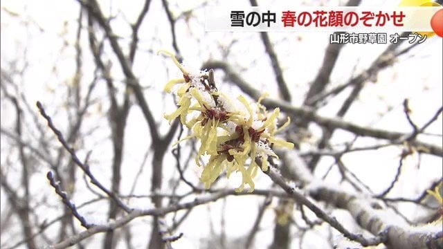 マルバマンサクなど春の花の開花を楽しみに待っていた人たちがオープン日にかけつけた
