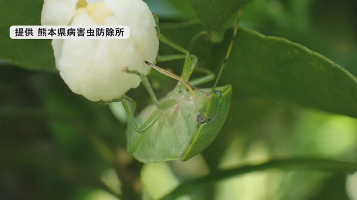 ツヤアオカメムシ(提供 熊本県病害虫防除所)
