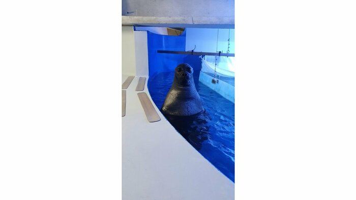 バックヤードで見られるというアザラシの姿(提供:サンシャイン水族館)