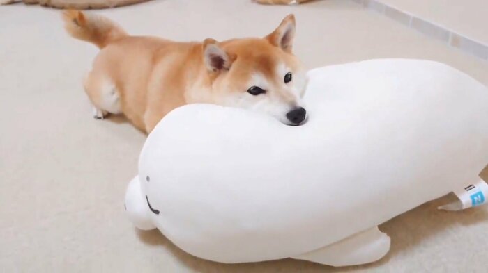 柔らかいクッションを堪能
