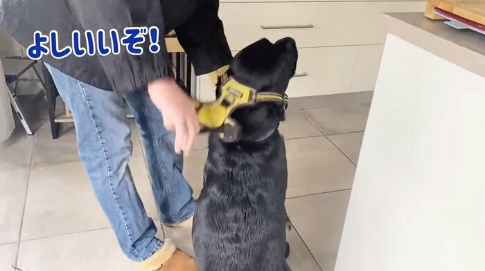 ハーネス装着成功!