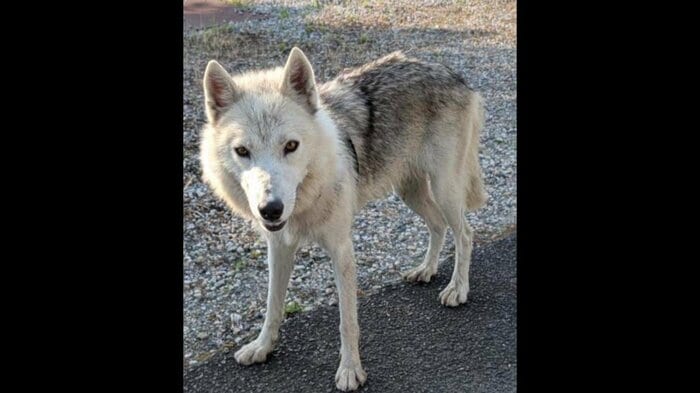 ウルフドッグと見られる犬・視聴者提供